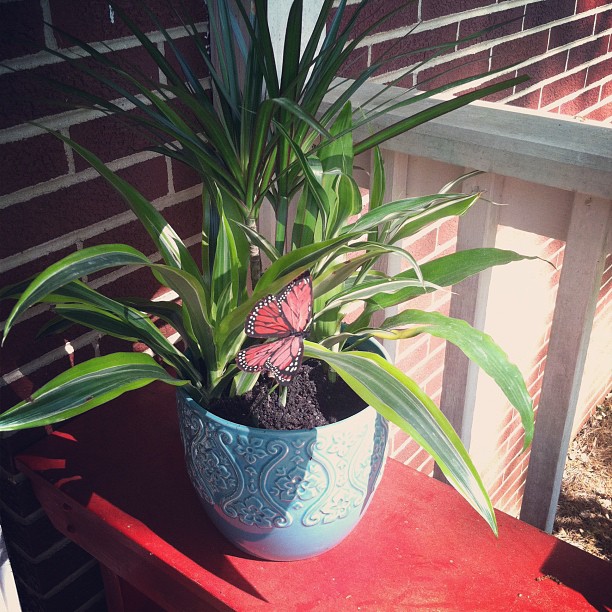 porch plant
